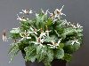 <em>Erythronium dens-canis</em> 'Snowflake'